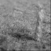 Carpet Grass