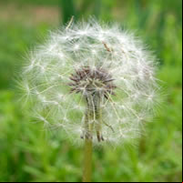 Dandelion